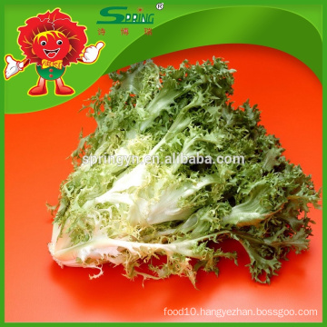 lettuce with long leaf high grade lettuce on sale